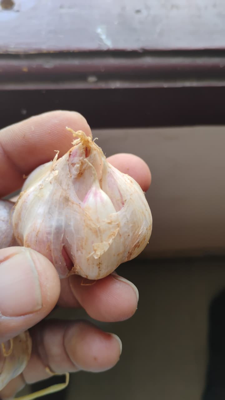 Premium Kodaikanal Garlic