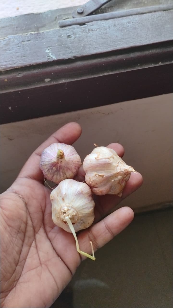 Kodaikanal Garlic cloves